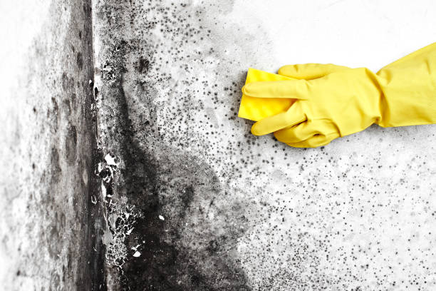 Best Water Damage & Mold Remediation  in St James, NY