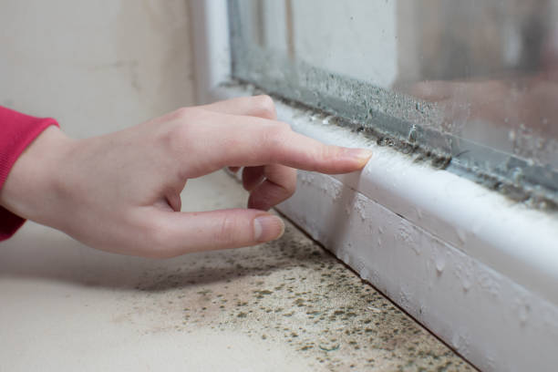 Mold Remediation for Vacation Homes in St James, NY