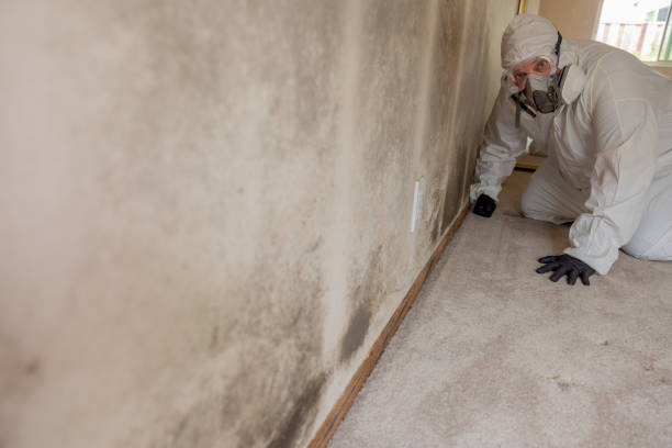 Best Emergency Mold Remediation  in St James, NY